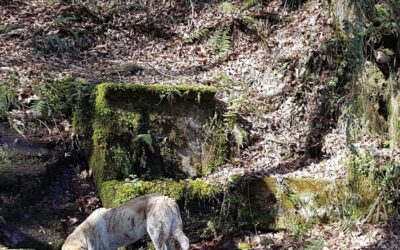 Lobos y mastines en Oscos